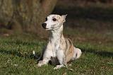 WHIPPET 409